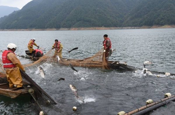 策略通 锦屏：水清鱼跃三板溪